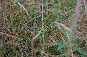 praying-mantis-in-grass-1
