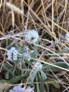 rime-on-babys-breath