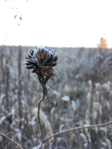 rime-on-cosmos-1