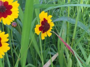 west-cosmos-yellow-and-red-face