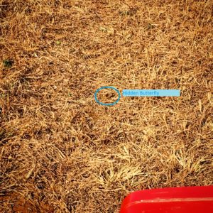west-hidden-butterfly-with-text-and-circle-11-11-2016