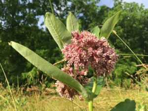 west-meadow-milkweed