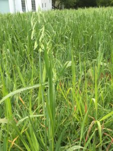 west-meadow-oats-in-new-planting
