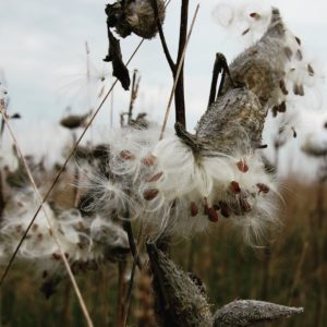 west-milkweed