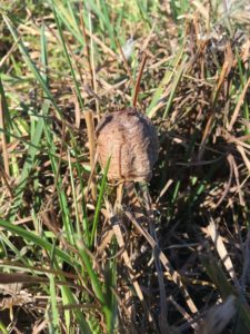 west-praying-mantis-egg-case