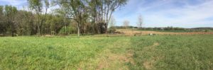west-trees-planted-pan-for-james
